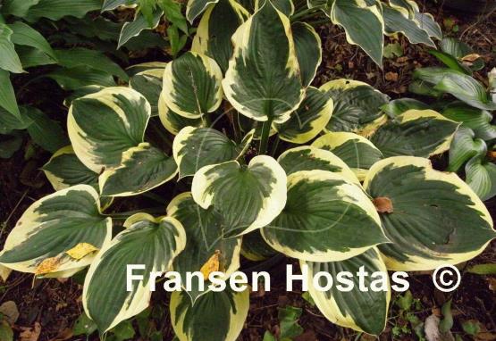 Hosta Twitter